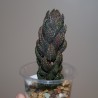 Haworthia reinwardtii