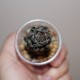 Haworthia reinwardtii