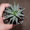 Хавортия Haworthia tortuosa Silver variegata