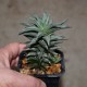 Haworthia tortuosa Silver variegata