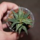 Haworthia Tortuosa Kotengo Nishiki