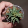 Хавортия Haworthia Tortuosa Kotengo Nishiki