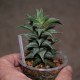 Haworthia Tortuosa Kotengo Nishiki