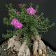Trichodiadema bulbosum
