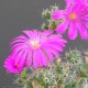 Trichodiadema bulbosum