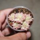 ъ26 Aeonium sedifolium variegata - Галерея