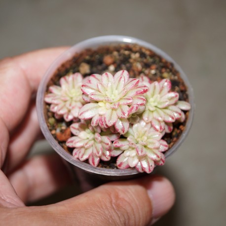 ъ26 Aeonium sedifolium variegata - Галерея