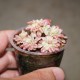 ъ26 Aeonium sedifolium variegata - Галерея