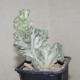 Euphorbia lactea variegata cristata