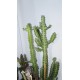 Euphorbia lactea variegata