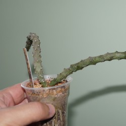 Ceropegia stapeliiformis