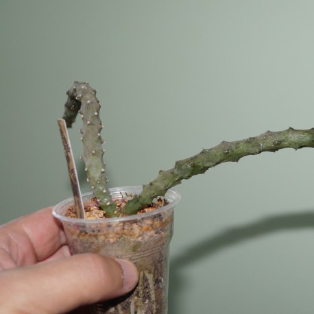 Ceropegia stapeliiformis