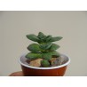 Crassula Spring Time