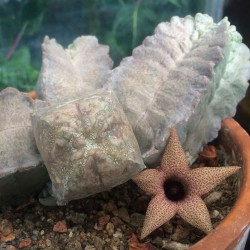 Whitesloanea crassa