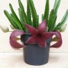 Stapelia grandiflora - столон