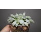 Haworthia cooperi variegata