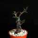 Ceropegia petignatii