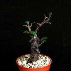 Ceropegia petignatii