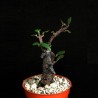 Церопегия Ceropegia petignatii Black - Галерея
