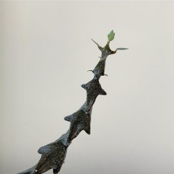 Церопегия Ceropegia bosseri (Ceropegia adrienneae) - Галерея