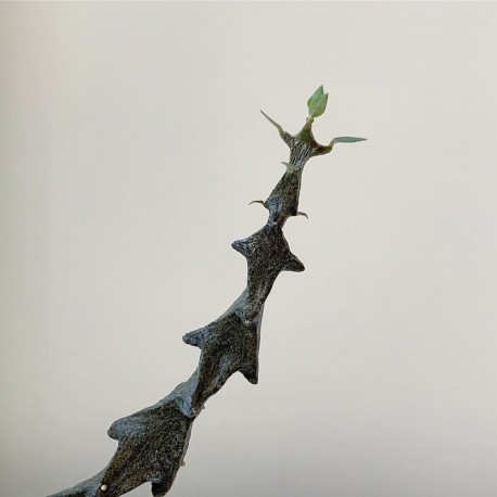 Церопегия Ceropegia bosseri (Ceropegia adrienneae) - Галерея