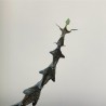 Церопегия Ceropegia bosseri (Ceropegia adrienneae) - Галерея