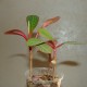 Euphorbia leuconeura
