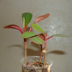 Euphorbia leuconeura