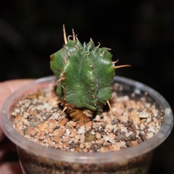Эуфорбия Euphorbia meloformis