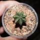 Эуфорбия Euphorbia meloformis