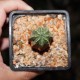 Euphorbia obesa hybr
