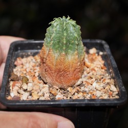 Euphorbia obesa hybr