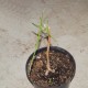 Брахихитон наскальный Brachychiton rupestris