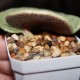 Tylecodon singularis
