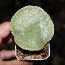 Tylecodon singularis