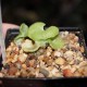 Tylecodon singularis