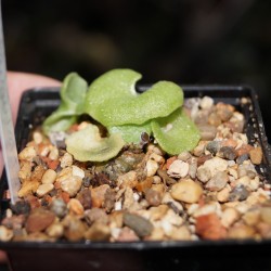 Tylecodon singularis