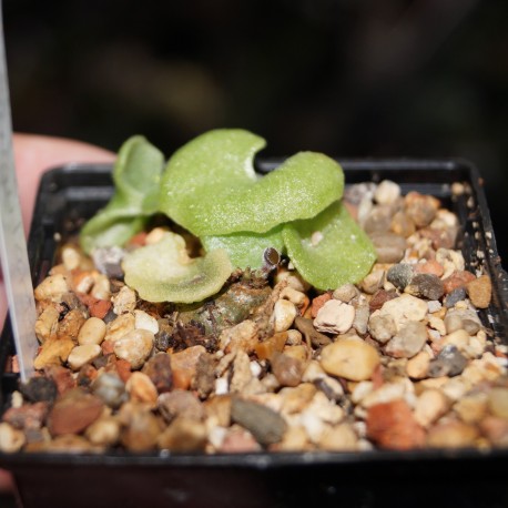 Tylecodon singularis