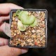 Tylecodon singularis