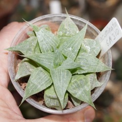 Haworthia acuminata