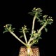 Euphorbia capsaintemariensis