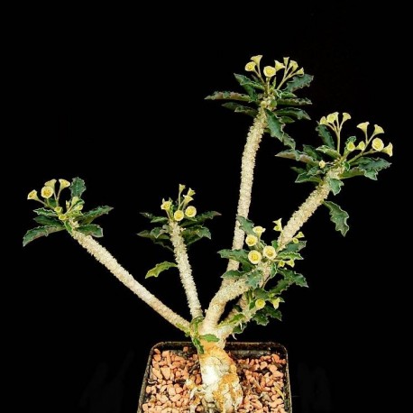 Euphorbia capsaintemariensis