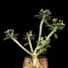 Эуфорбия Euphorbia capsaintemariensis - Галерея