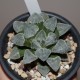 Haworthia pygmaea Snow Lady