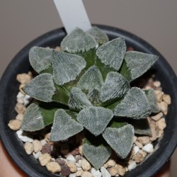 Haworthia pygmaea Snow Lady