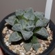 Haworthia pygmaea Snow Lady