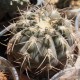Gymnocalycium spegazzinii 8 см