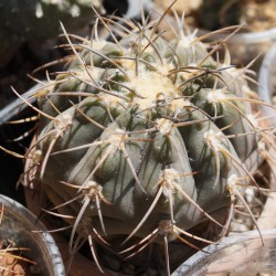 Гимнокалициум Gymnocalycium spegazzinii - Галерея