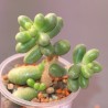 ъ26 Седум Sedum hernandezii - Галерея