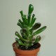Crassula ovata cv. Hobbit
